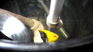 Diet varies by species, from algae to sponge or zooplankton. 4 Juvenile Rock Beauty Angelfish Holocanthus Tricolor Future Breeding Project Youtube