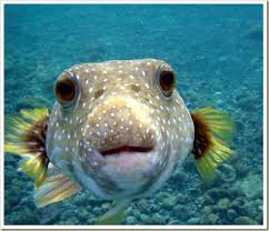 Pin On Aquatic Creatures