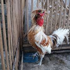 Ayam Poland Jantan Ayamhiasjogja Ayamhias Ayampoland Hobiternak Http Ift Tt 2hdbmbt Animals Rooster Photo