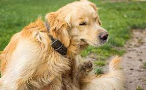 How Do I Know If My Dog Has Fleas Adams