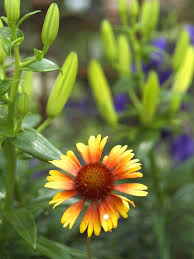 Birds Of The Southwest Desert Best Plants For Attracting Birds In The Desert Southwest Desert Landscaping Plants Southwest Desert