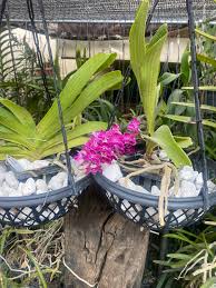 Image result for Mystacidium tanganyikense