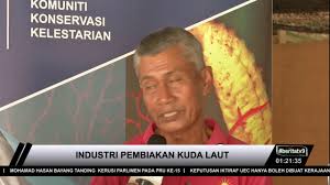 Kuda laut adalah keluarga ikan laut yang dicirikan oleh penampilannya yang sangat mirip kuda. Industri Pembiakan Kuda Laut Youtube
