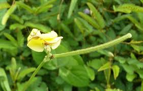 Image result for Vigna radiata