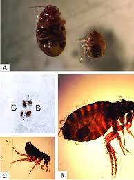 Infested cats and dogs typically have less than 20 fleas living on them. A Bedbugs Cimex Lectularius B Cat Flea Ctenocephalides Felis Download Scientific Diagram