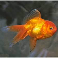 Ikan mas koki masih masuk dalam kerabat ikan mas, awal dibudidayakan oleh masyarakat china. Ikan Mas Koki Oranda Ukuran 5cm Shopee Indonesia