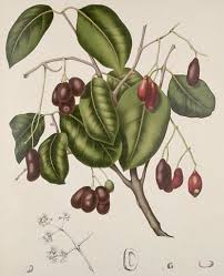 Image result for Syzygium cumini