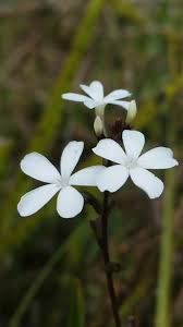 Image result for Buchnera