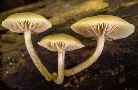 Image result for Simocybe centunculus