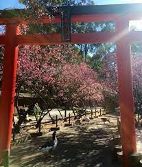Auburn Botanic Garden Cherry Blossom Botanical Gardens Sydney Gardens Japanese Garden