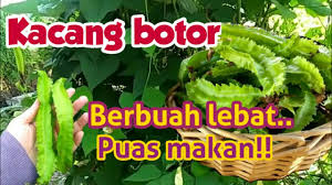 Kacang botor atau kacang kelisa ini antara tanaman yang selalu kita tanam di rumah. How To Grow Winged Bean Cara Menanam Kacang Botor Youtube