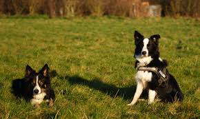 Its body is slightly longer than it is tall. Border Collie A Problem Dog Planet Hund