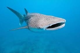 World S 10 Best Islands For Snorkeling Whale Shark Swimming With Whale Sharks Whale