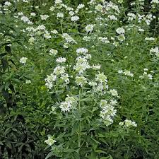 Pin On Wholesale Flowers