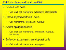 What cell organelles can be seen under the electron. Using Microscopes To See Cells Ppt Download