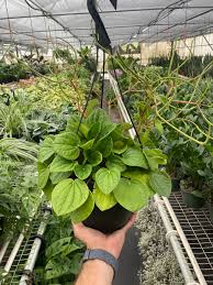 Image result for Peperomia bangroana