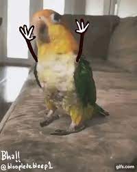 Bird With Arms In 2020 Funny Parrots Funny Animal Memes Cute Funny Animals