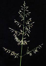 Image result for Eragrostis cylindriflora