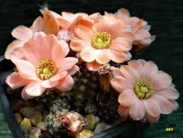 Image result for Pavetta pygmaea