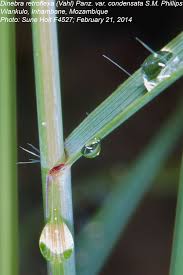 Image result for Dinebra retroflexa