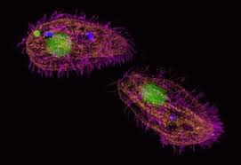 Igg (h+l) igg light chain igg f(ab')₂ igg vhh igg fc igg + igm iga + igg + igm igm iga lactoferrin fluorescein horseradish peroxidase biotin digoxin normal serum. Goat Anti Mouse Igg H L Highly Cross Adsorbed Alexa Fluor 647 A 21236