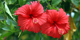 Hibiscus rosa sinensis flowers plants pink pictures rose photos florals hot pink. Bunga Sepatu Hibiscus Rosa Sinensis Tanaman Hias Dan Bunga Facebook