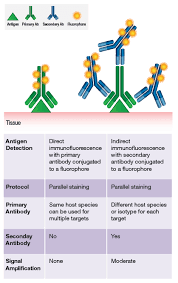 See the company profile for independence holding company (ihc) including business summary, industry/sector information, number of employees, business summary, corporate governance, key executives and their compensation. Principles Of Immunohistochemistry Ihc Staining Cell Signaling Technology