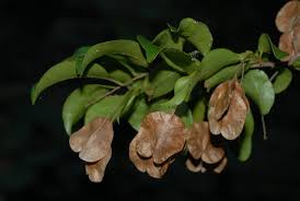 Image result for Hymenocardia