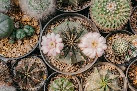 Bottom thorns still intact and grey. Premium Photo Top View Of Cactus Flowers Gymnocalycium Sp With Two Pink And White Flower Is Blooming On Pot Succulent Cacti Cactaceae Tree Drought Tolerant Plant
