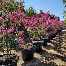 Image result for Lagerstroemia