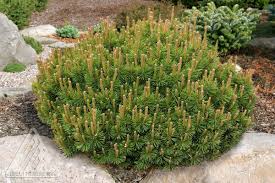 When i received the mugo pine, i was very happy to see how healthy it was when it arrived. Pin On Front Yard Plan