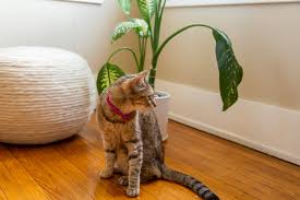 Their dark leaves, white flowers, and low maintenance needs make them a very popular choice for spring while aloe may have therapeutic properties for humans, it is toxic to cats and can cause lethargy. 9 Popular Houseplants That Are Toxic To Cats