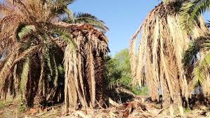 We did not find results for: The Dead Weakened Cretan Date Stock Footage Video 100 Royalty Free 17503849 Shutterstock