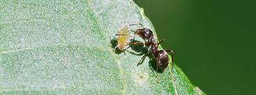 Ameisen im garten mit respekt begegnen. Ameisen Wie Sie Die Lastigen Insekten Loswerden Mdr De