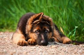 Ein rassetypischer, kurzhaariger schäferhund schaut sehr aufmerksam auf seinen menschen. Deutscher Schaferhund Steckbrief Charakter Wesen Haltung