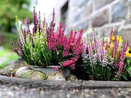 52 Types Of Heather And Heath Flowers With Pictures Florgeous