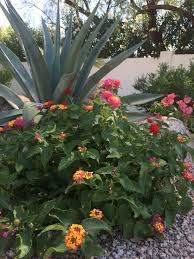 Xeriscaping can work anywhere and with whatever amount of space you've got. Xeriscape Versus Zeroscape Is There A Difference Water Use It Wisely