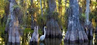What Is The Difference Between A Marsh Swamp Bog And Fen Swamp Bogs Marsh