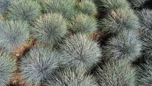 Image result for Festuca