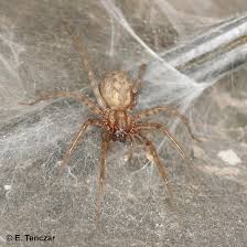 Check spelling or type a new query. Nice Spider Living In My Apartment T Domestica I Think Tegenaria Domestica Bugguide Net