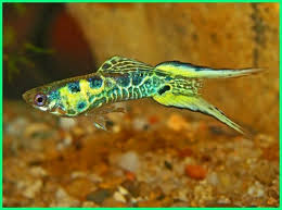 Selain itu, ikan ini juga cukup ramah dengan ikan jenis lain sehingga anda bisa mencampurkannya dengan ikan hias air tawar lainnya. 20 Ikan Hias Air Tawar Yang Menjadi Primadona Konsumen Dunia Fauna Hewan Binatang Tumbuhan Dunia Fauna Hewan Binatang Tumbuhan