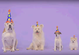 Auguri Di Compleanno Con Cani Che Cantano Buon Compleanno Cane Auguri Di Compleanno Compleanno Divertente