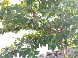 Live episod 1 tonton drama online, melayu drama online pang pokok ketapang! Pretty Nature Pokok Ketapang Merupakan Sejenis Tumbuhan Facebook