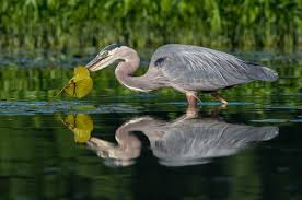 We did not find results for: Seven Important Things To Know About Wetlands Canadian Geographic