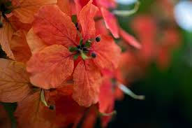 Orange colour flowers in sri lanka. Roof Flowers With A Leica Cl And 60mm Apo Macro Elmarit Tl Leica Talk Forum Digital Photography Review