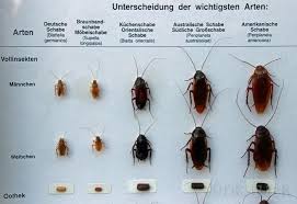 Schabenbekampfung Unsere Kammerjager Schadlingsbekampfung Fur Schabennotdienst Ihr Schadlingsbekampfer Schadlingsbekampfung Deutsche Schabe Insekten