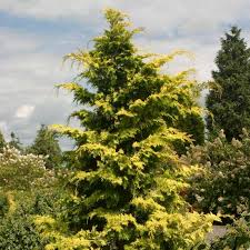Check spelling or type a new query. Polar Gold Thuja Spring Meadow Wholesale Liners Spring Meadow Nursery