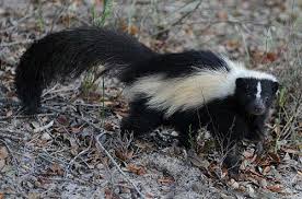 In the wild, they will catch smaller insects like rodents and feast. Striped Skunk