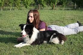 Border Collie Name Celtic Soul Blossom Tess Borderguard Cherry X Nahrof Foreign Fantasy Breeder Owner Sylvia Tot Border Collie Border Collie Names Border