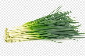 Bunching onions destined for export should be. Onion Vegetable Scallion Allium Fistulosum Green Onions Food Grass Green Apple Png Pngwing